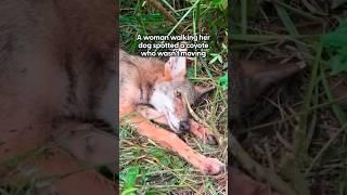Injured Coyote Rescued from the Side of the Road | The Dodo