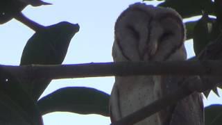 Barn owl in Bangladesh