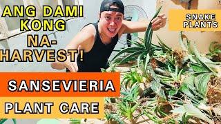 SO MANY SNAKE PLANTS I HARVEST! | SANSEVIERIA PLANT CARE TIPS & PROPAGATIONS