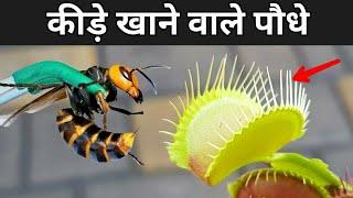 मांस खाने वाले पेड़ पौधे।। #shorts।। #viral video