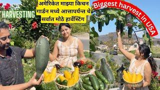 अमेरिकेत किचन गार्डन हार्वेस्टिंग | Organic Kitchen Garden Harvesting in USA | मराठी vlog