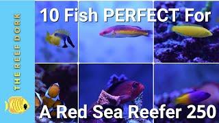 EASY, Reef-Safe, Peaceful Fish For A Red Sea Reefer 250