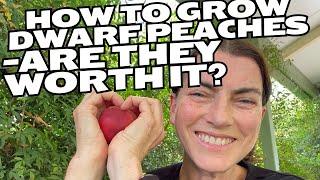 How to grow and maintain your Super Dwarf Peach Fruit trees - Are they worth it?