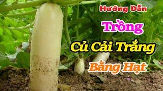 Hướng dẫn chi tiết cách trồng Củ Cải Trắng tại nhà | Cách trồng củ cải và kinh nghiệm trồng củ cải