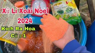 Xử Lí Xoài Noel 2024, Kích Ra Hoa Cử : 1 | VTK.CHANNEL