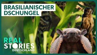 Einzigartig & unerforscht: Brasiliens Hochland | Real Stories Deutschland