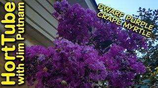 Dwarf Purple Crape Myrtle In 2 Minutes