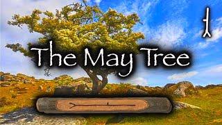 Hawthorn | Folklore, Mythology and Magic of the May Tree