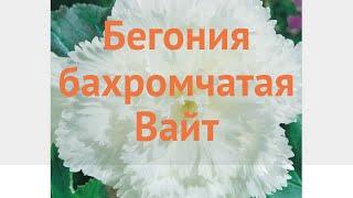Бегония бахромчатая Вайт  бахромчатая бегония Вайт обзор: как сажать, луковицы бегонии Вайт