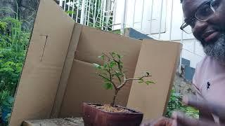 I dreamt of Wrightia Religiosa (Water Jasmine) - Try Bonsai