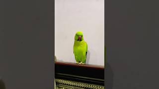 my beautiful parrot  #parrot #talkingparot #birds #nonstoptalkingparrot #talkingparrot #mithukibat