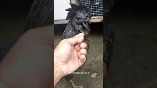 Ternak Ayam Cemani - Ayam Hitam