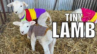 Lamb Warmth Powered by YOU!