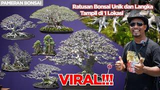 VIRAL! Pameran Bonsai TERBESAR di Indonesia 2025 | Bonsai Unik Langka Jumbo Medium Mame Mini Mahal