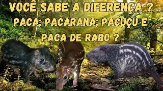 DO YOU KNOW THE DIFFERENCE? PACA, PACARANA, PACUÇU AND PACA DE RABO?