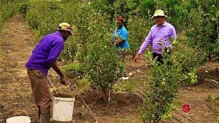 Wambugu Apples Famer care and procedure insight at Isinya farm, Kajiado County