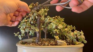 Bonsai Forest Pruning  (Portulacaria Afra Dwarf Jade)