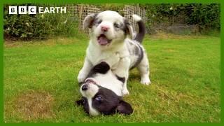 Baby Corgis Learn to Play-Fight | Wonderful World of Puppies | BBC Earth