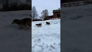 Who win? Pomeranian vs beagle #dogs #running #short #shorts #viral #trending #doglover #fyp