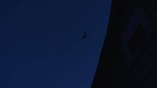 Bat Footage July 31 2022 - Cumberland