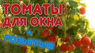 Супер томат для выращивания дома. Как вырастить томат на подоконнике?