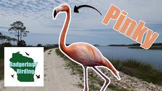 We Drove 7 HOURS To See "Pinky", The FAMOUS, WILD American Flamingo