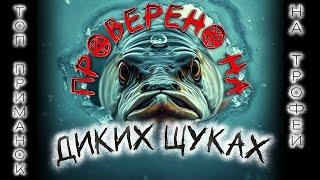 Секрет охоты на монстров  / ТОП приманок на трофейную щуку