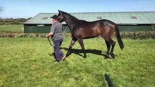 Horsesales.ie - goffs uk lot 152