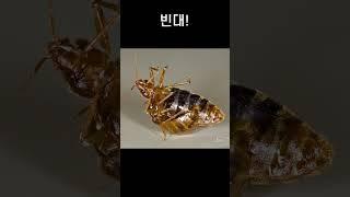 짝짓기를 위해 목숨까지 거는 동물들 #shorts