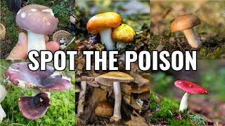 Can You Eat This? Wild Mushroom Taste Test