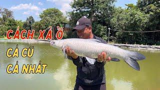 Chiến Thuật Câu Cá Trắm Đen Hồ Cá Cũ Cá Nhát | Chung Nguyễn Fishing