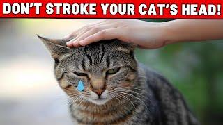 Think Twice Before Petting Your Cat's Head – Surprising Facts Revealed!