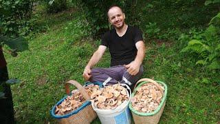 Fındık kirmiti mantarı böyle toplanır. (Lactarius pyrogalus) Keyifli Seyirler.