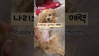 이런 귀여움 처음이에요, 강아지의 3가지 매력 #cutedog #puppy #maltipoo poo #반려견 #말티푸개나리