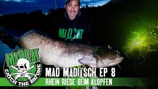 MEGA WALLER beim Klopfen!  Welsangeln im Sommer am Fluss I MADCAT