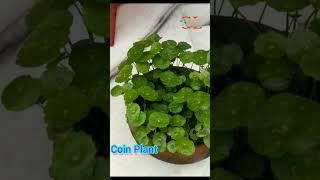 Coin Plant for Hanging #garden #coin #gardening #shorts #hanging #leaf #trending #gardenlover