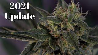 Beginner BUDZ is BACK! (2021 Update)