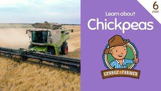 Chickpea Harvest with George the Farmer