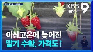 이상고온에 늦어진 딸기 수확…가격도↑ / KBS  2024.11.29.