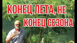 Садовые работы в конце лета / НЕ ЗАБУДЬТЕ СДЕЛАТЬ / Игорь Билевич