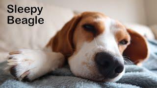 Funny BEAGLE cant find the right spot to SLEEP : Louie The Beagle