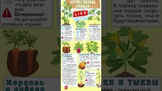  Как поливать овощи в июне? Главные ошибки дачников! #полив #огород #дача