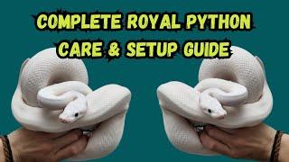 Complete Ball Python Care & Setup Guide