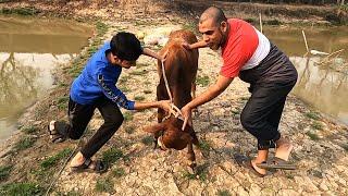 ভাতিজা গরু দিয়ে আমাকে ভয় দেখায় | Village Vlog | Cow video |Shahil vlog | SD Family World