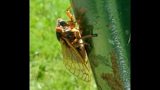 cicadas