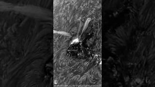Huge Solar Spicules Coming From Sunspot - Captured With my Telescope  #astronomy #space
