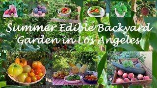 A Summer Backyard Edible Garden in Los Angeles | Garden Tour | Harvest | California | What to Plant