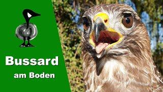 Bussard am Boden - Tiernotruf #249