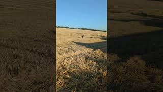 #shorts - deer hound having a zoomie