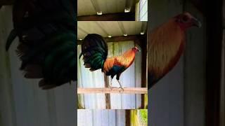 brownred na winning line #rooster #chicken #ayam